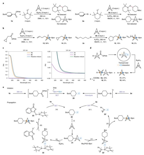 Fig. 4反應(yīng)機理研究（圖片來源：Nat. Chem.）