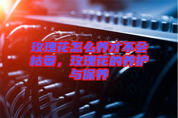 玫瑰花怎么養(yǎng)才不會枯萎，玫瑰花的養(yǎng)護(hù)與保養(yǎng)