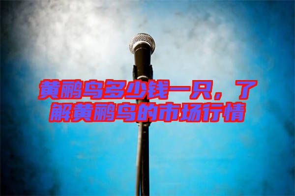 黃鸝鳥(niǎo)多少錢(qián)一只，了解黃鸝鳥(niǎo)的市場(chǎng)行情
