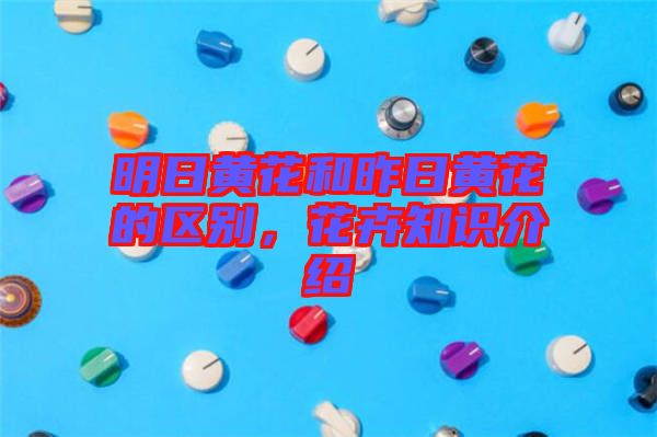 明日黃花和昨日黃花的區(qū)別，花卉知識介紹